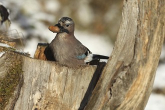 Eurasian Jay (Garrulus glandarius) with acorn (Quercus) in its beak, feeding in the forest during