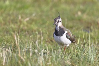 Lapwing (Vanellus vanellus), gorgeous dress, looking for food in a swampy meadow, wildlife,