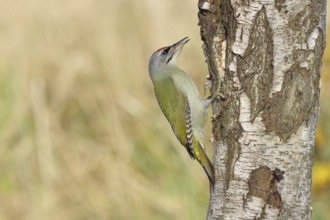 Grey woodpecker (Picus canus), male sitting on the trunk of a grey birch tree (Betula populifolia),