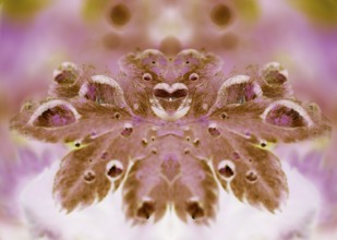 Goose cinderwort (Potentilla anserina), Alienation, North Rhine-Westphalia, Germany