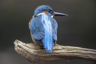 Kingfisher (Alcedo atthis), Emsland, Lower Saxony, Germany