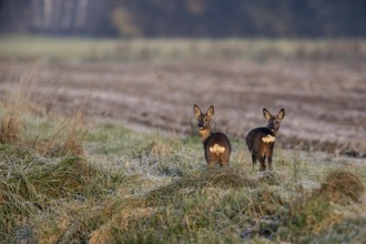 Deer (Capreolus capreolus), Emsland, Lower Saxony, Germany