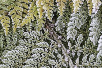 Fern (Polystichum setiferum) with hoarfrost, Emsland, Lower Saxony, Germany