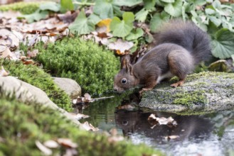 Squirrel (Sciurus vulgaris), Emsland, Lower Saxony, Germany