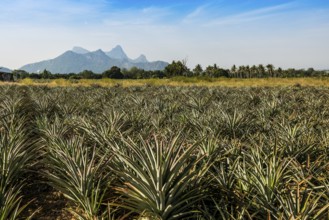 Pineapple plantation south of Hua Hin, Prachuap Khiri Khan, Central Thailand, Thailand