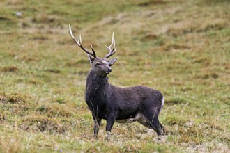 Sika deer (Cervus nippon) standing in meadow, Parc de Merlet, Chamonix-Mont-Blanc, Haute-Savoie,