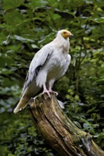 Dirty vulture (Neophron percnopterus) sitting on tree stump, captive, Switzerland