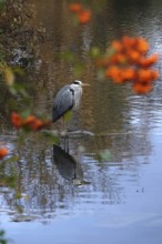 Grey heron, autumn, Germany