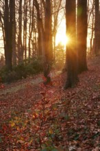 Forest on a November evening, sunset, autumn, Germany