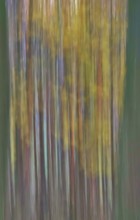 Forest in November, abstracted, blurring, autumn, Germany