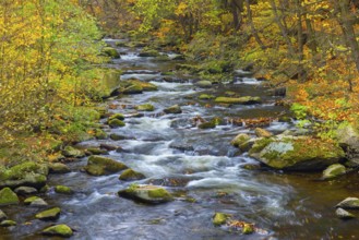 River Bode running through forest showing autumn colours, fall colors at Nature reserve Bode Valley