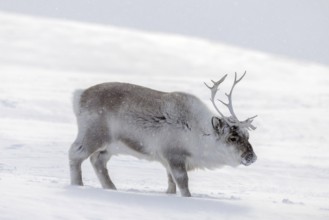 Svalbard reindeer (Rangifer tarandus platyrhynchus) adult in thick winter coat foraging on snow