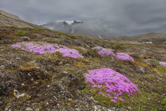 Moss campion, cushion pink (Silene acaulis) in flower in summer on the arctic tundra, Svalbard,