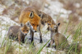 Red fox (Vulpes vulpes) female, vixen with playing kits, cubs near den in the dunes in spring