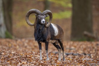 European mouflon (Ovis aries musimon, Ovis gmelini musimon) ram, male with big horns in forest