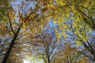 European beeches, common beech trees (Fagus sylvatica) with foliage in yellow and brown autumn