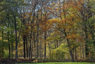 European beeches, common beech trees (Fagus sylvatica) with foliage in yellow, brown and green