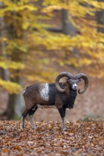 European mouflon (Ovis aries musimon, Ovis gmelini musimon) ram, male with big horns in forest