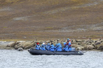 Ecotourists, eco-tourists in Zodiac boat observing walruses (Odobenus rosmarus) resting on beach