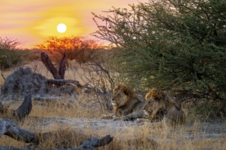 Sunset, two maned lions, siblings lying in the grass, lion (Panthera Leo), savuti, Chobe National