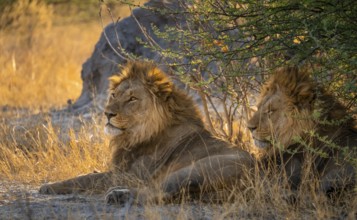 Two maned lions, siblings lying in the grass, lion (Panthera Leo), savuti, Chobe National Park