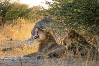 Two maned lions, lion yawns, siblings lying in grass, lion (Panthera Leo), savuti, Chobe National