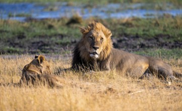 Maned lion and young animals, lion (Panthera Leo) lying in grass, savuti, Chobe National Park