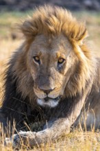 Animal portrait, maned lion (Panthera Leo) lying in grass, savanna, Savuti, Chobe National Park