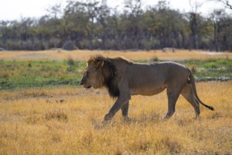 Maned lion (Panthera Leo) walking in grass, savanna, Savuti, Chobe National Park National Park,