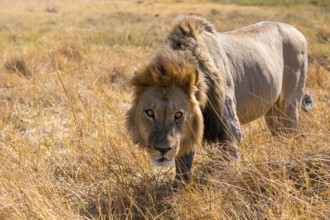 Maned lion (Panthera Leo) lurking in grass, savanna, Savuti, Chobe National Park, Botswana