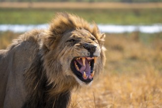 Maned lion, lion (Panthera Leo) hisses, savuti, Chobe National Park National Park, Botswana
