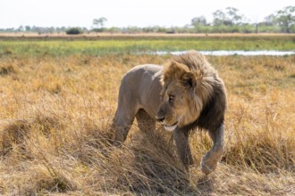 Maned lion, lion (Panthera leo), savuti, Chobe National Park, Botswana