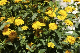 Sun eye (Heliopsis helianthoides)