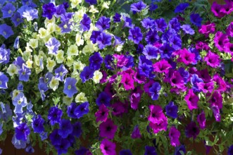 Garden petunia, hanging petunia (Petunia atkinsiana)
