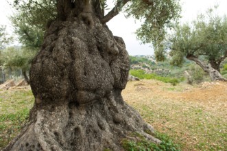 Olive tree (Olea europaea)