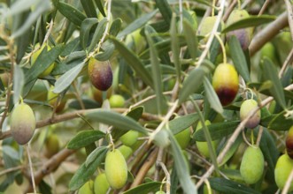 Olive tree (Olea europaea), ripe olives