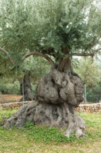 Olive tree (Olea europaea)