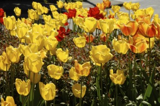 Garden tulips (Tulipa gesneriana), tulip bed