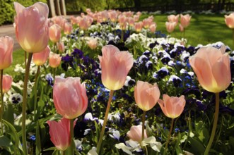 Garden tulips (Tulipa gesneriana), tulip bed, pansies in between, garden pansies (Viola