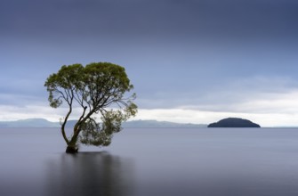 A single tree in Lake Taupo. Waikato, North Island, New Zealand