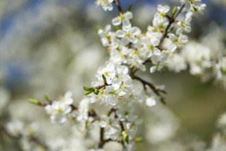 Blackthorn (Prunus spinosa) Blossoms flowering in spring, Bavaria, Germany, Europe, Helena,