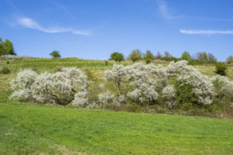 Blackthorn (Prunus spinosa) bushes flowering on a meadow in spring on a sunny day, Bavaria,