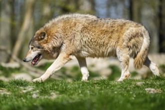 Eastern wolf (Canis lupus lycaon) walking on a meadow, Bavaria, Germany
