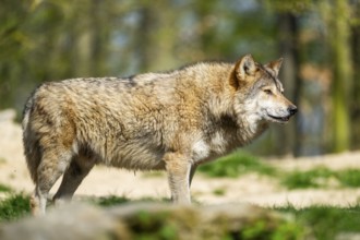 Eastern wolf (Canis lupus lycaon) standing on a meadow, Bavaria, Germany