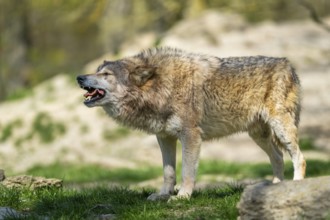Eastern wolf (Canis lupus lycaon) standing on a meadow, Bavaria, Germany