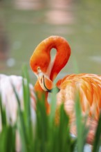 American flamingo (Phoenicopterus ruber), portrait in the water, Germany