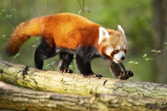 Red panda (Ailurus fulgens) walking on a tree, Germany