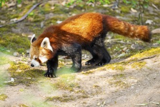 Red panda (Ailurus fulgens) walking on the ground, Germany