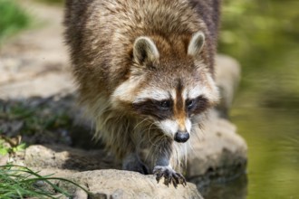 Common raccoon (Procyon lotor) on the watershore, Bavaria, Germany