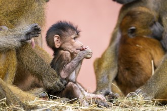 Guinea baboon (Papio papio) new born youngster at its mother, captive, Bavaria, Germany